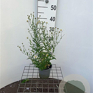 Kalimeris incisa 'Alba' 30-40 cm C1.3