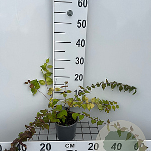 Kolkwitzia amabilis 30-40 cm C1.3