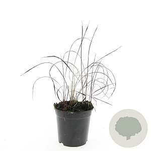 Imperata "Red Baron" plantgoed P9