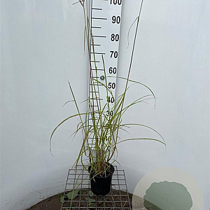 Miscanthus sin. 'Ferner Osten' 40-50 cm 2,5L