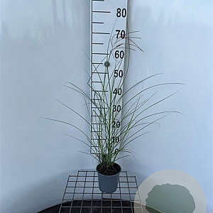 Miscanthus sin. 'Kleine Silbersp.' 30-40 cm C1.3