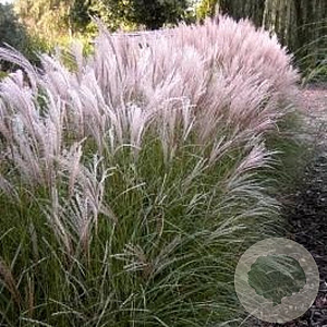 Miscanthus sin. 'Kleine Silbersp.' GM P9