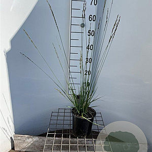 Molinia caerulea 'Heidebraut' 30-40 cm 2,5L