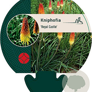 Kniphofia 'Royal Castle' GM P9
