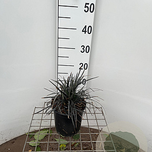 Ophiopogon plan. 'Niger' 20-25 cm 2,0L