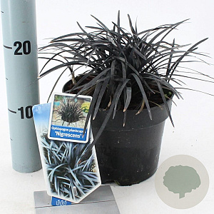 Ophiopogon plan. 'Niger' 20-25 cm 2,0L