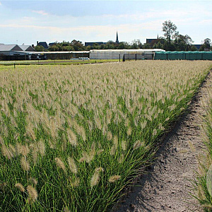 Pennisetum al. 'Hameln' GM P9