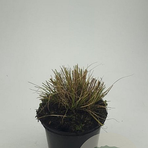 Pennisetum al. 'Little Bunny' GM C1.3