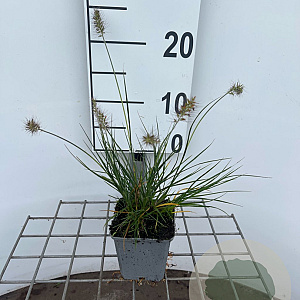 Pennisetum al. 'Little Bunny' GM P9