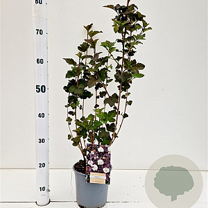 Physocarpus opulif. 'Diabolo' 30-40 cm 2,5L