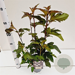 Physocarpus opulif. 'Diabolo' 30-40 cm 2,5L
