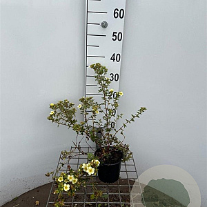 Potentilla f. 'Primrose Beauty' 30-40 cm C1.3