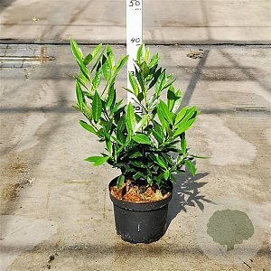 Prunus l. 'Otto Luyken' 30-40 cm 3,0L