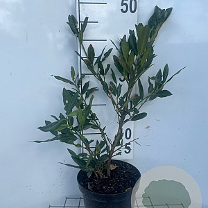 Prunus l. 'Otto Luyken' 30-40 cm 3,0L