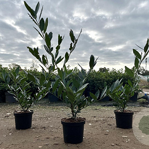 Prunus l. 'Otto Luyken' 30-40 cm 3,0L