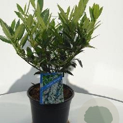 Prunus l. 'Otto Luyken' 30-40 cm 3,0L