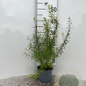 Spiraea thunbergii 30-40 cm C1.3