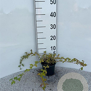 Stephanandra incisa 'Crispa' 30-40 cm C1.3