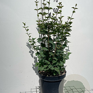 Syringa 'Josée' 60-80 cm 7,5L