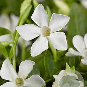 Vinca minor 'Gertrude Jekyll' GM P9