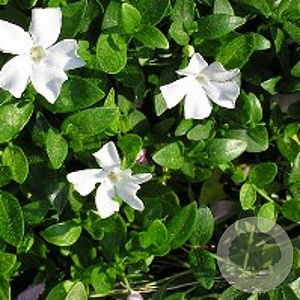 Vinca minor 'Gertrude Jekyll' GM P9