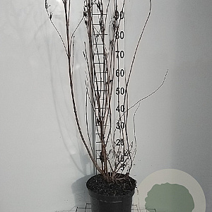 Weigela 'Bristol Ruby' 80-100 cm 7,5L