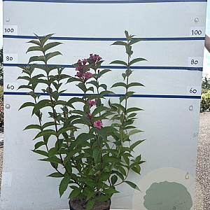 Weigela 'Bristol Ruby' 80-100 cm 7,5L