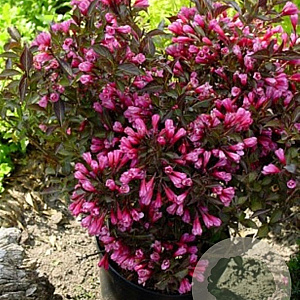Weigela florida 'Alexandra' 40-50 cm 2,5L