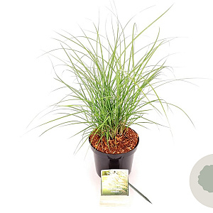 Miscanthus sin. 'Adagio' 30-40 cm 3,0L