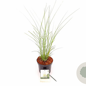Miscanthus sin. 'Gracillimus' 30-40 cm 3,0L