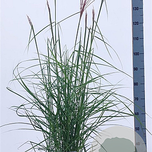 Miscanthus sin. Pink Cloud A kwaliteit 12L