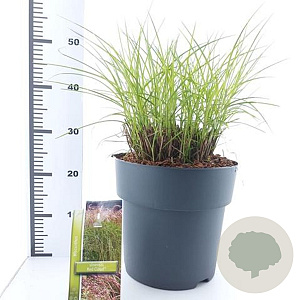 Miscanthus sin. Red Cloud A kwaliteit 12L