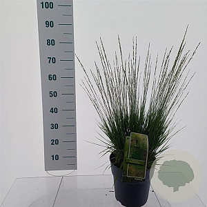 Molinia caerulea 'Moorflamme' A kwaliteit 12L