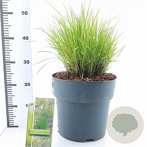 Molinia caerulea 'Moorflamme' A kwaliteit 12L