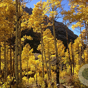 Populus tremuloides 400-450 cm draadkluit solitair