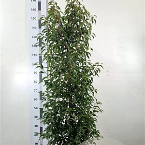 Prunus l. 'Angustifolia' 150-175 cm 20L