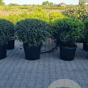 Prunus l. 'Angustifolia' 90-100 cm cont. 65L lage bol najaarspotting