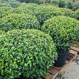 Prunus l. 'Angustifolia' 90-100 cm cont. 65L lage bol najaarspotting