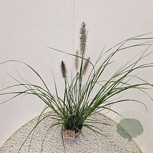 Pennisetum al. 'Redhead' 50-60 cm 2,5L met stok