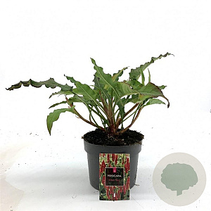 Persicaria a. 'Dark Red' GM 2,0L