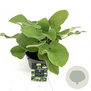 Phlomis russeliana GM 2,0L