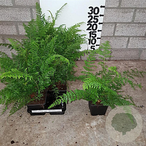 Polystichum set. 'Herrenhausen' plantgoed P9