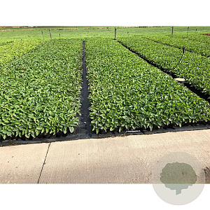 Rudbeckia f. 'Goldschirm' GM P9