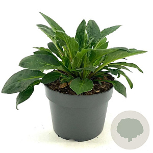 Silene dioica GM 2,0L