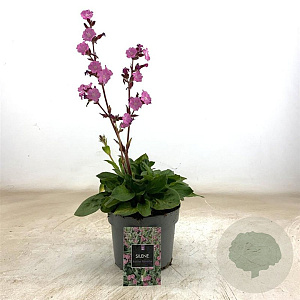 Silene dioica 'Rollies Favorite' GM 2,0L