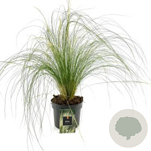 Stipa tenuissima 'Ponytails' plantgoed P9