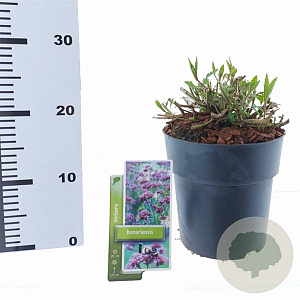 Verbena bonariensis GM C3