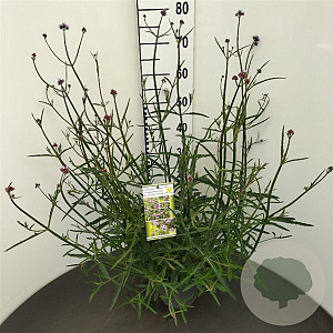Verbena bonariensis GM C3