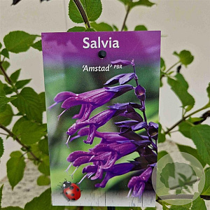 Salvia 'Amistad' 50-60 cm 2,5L met stok