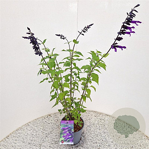 Salvia 'Amistad' 50-60 cm 2,5L met stok